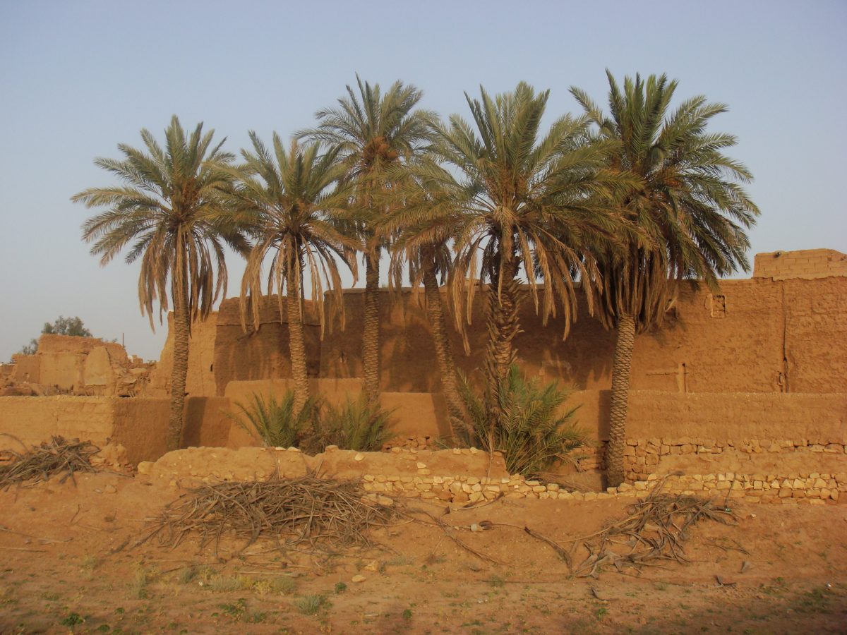 Date palms rising behind the mud-brick walls of a traditional Saudi farm