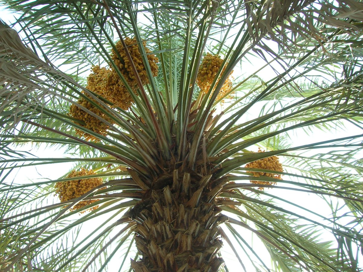 Clusters of ripening dates in the crown of a date palm